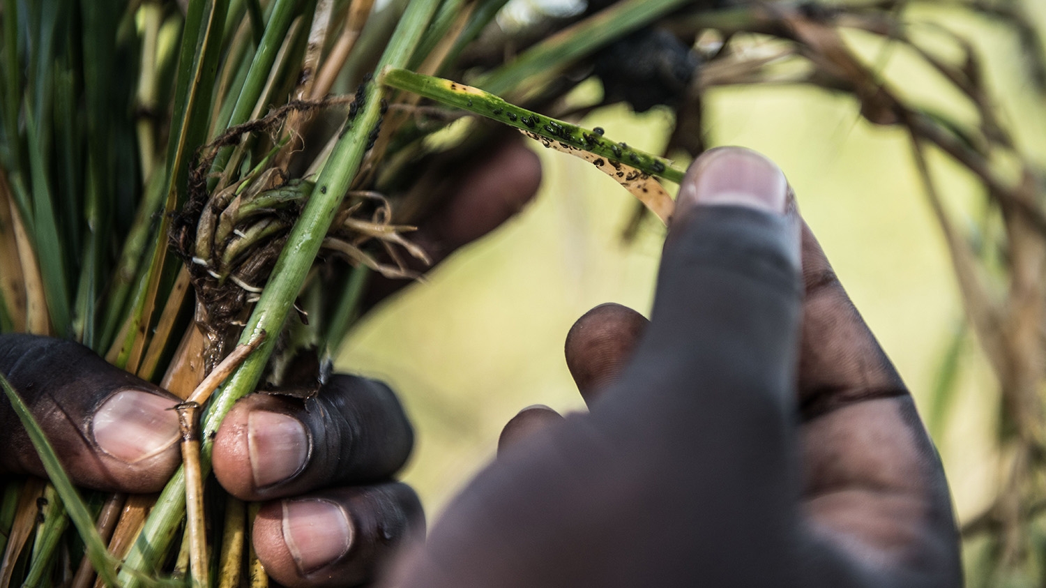 A close-up of man's hands examining grass for black flies which spread river blindness.