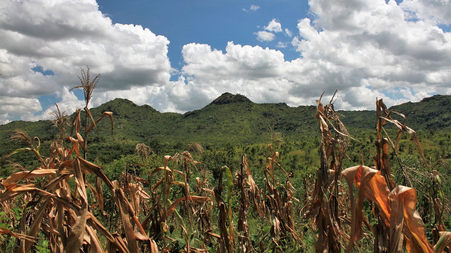 Maize growing in a lush field against a cloudy sky in Malawi.