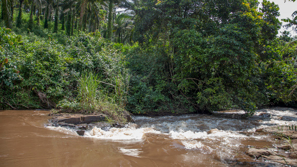 View of a river in Cameroon.The water is brown and large trees line the river banks.