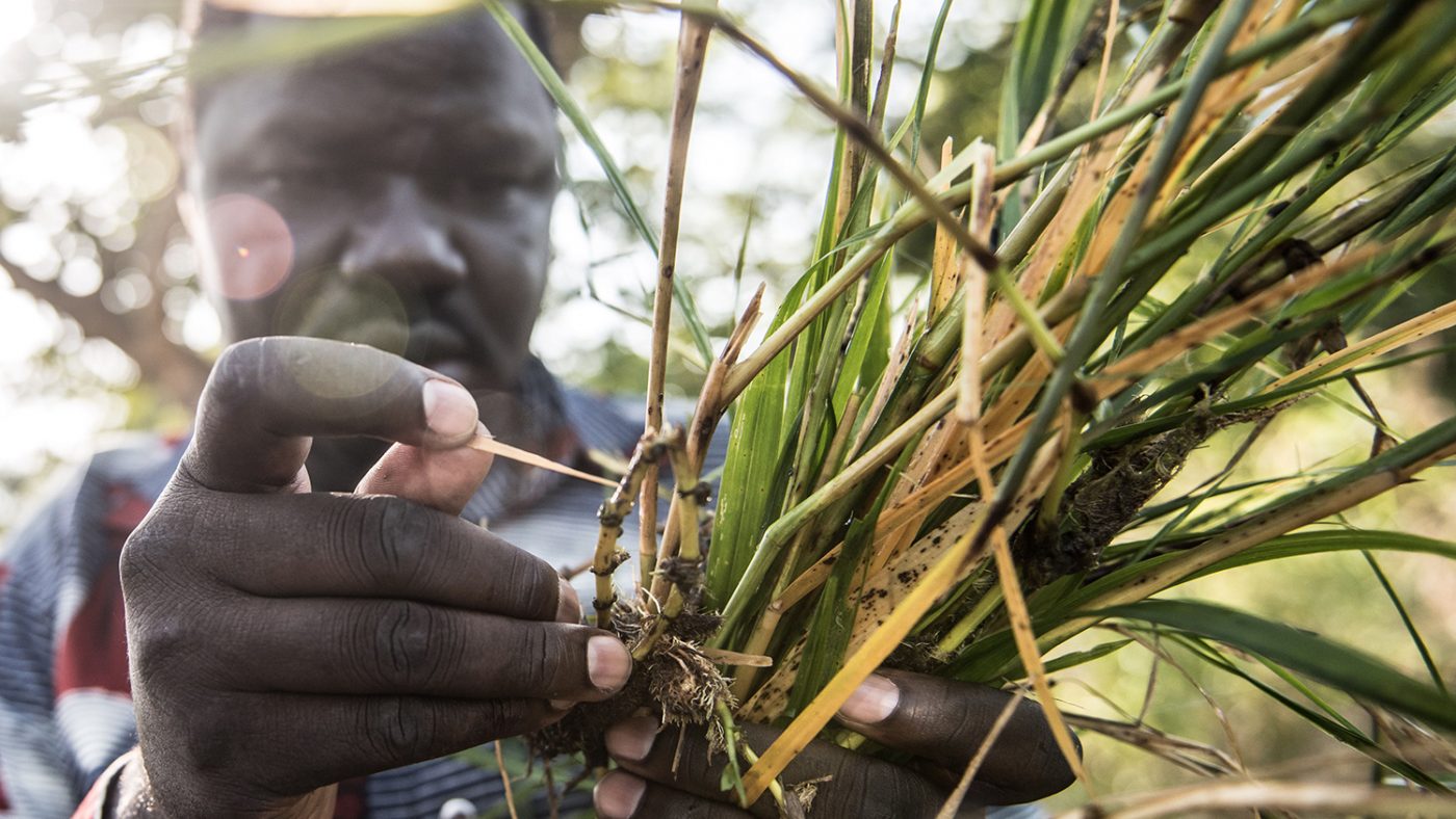 A man examines the leaves of plants to check for potential breeding sites of the black flies that spread river blindness